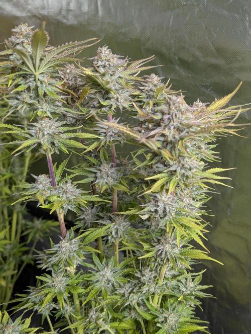 Twilight Zlush Auto x4. Week 12