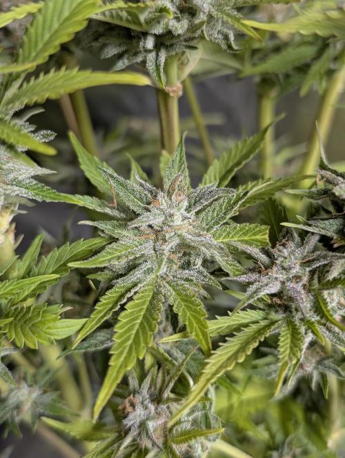 Twilight Zlush Auto x4. Week 12