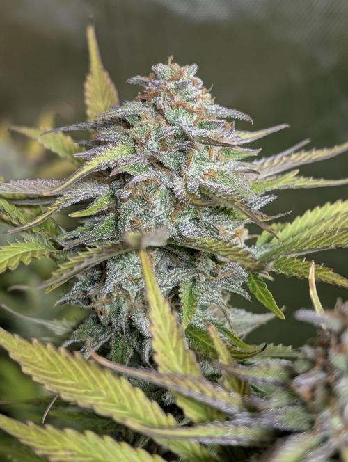 Twilight Zlush Auto x4. Week 12