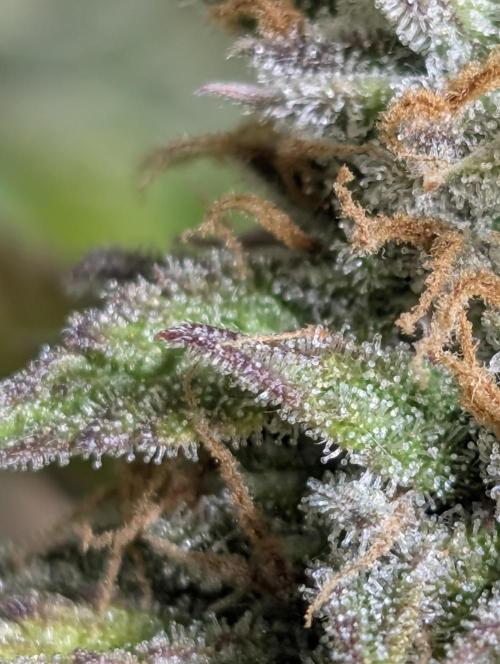 Twilight Zlush Auto x4. Week 12