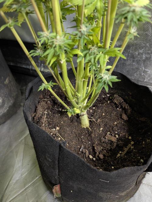 Twilight Zlush Auto x4. Week 12