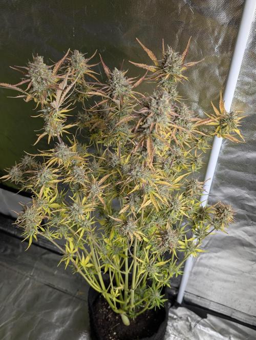 Twilight Zlush Auto x4. Week 12 - N4