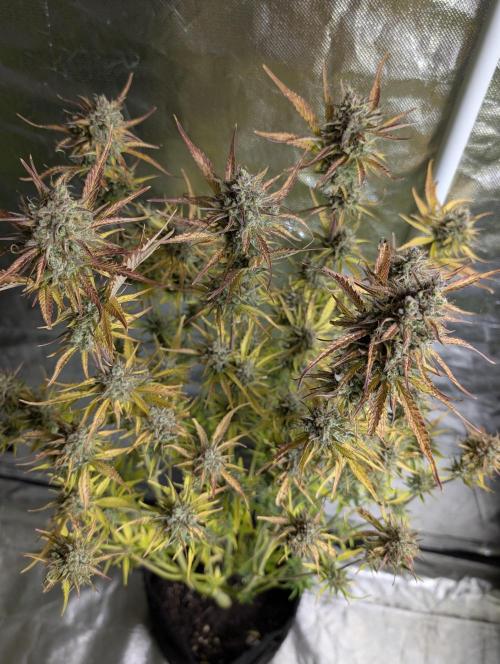 Twilight Zlush Auto x4. Week 12