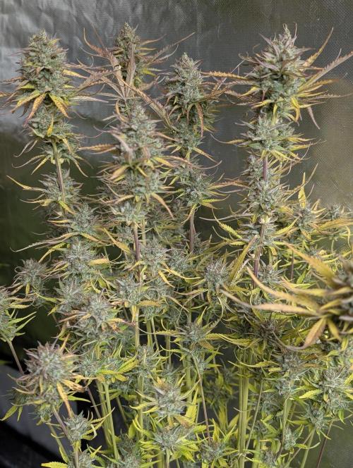 Twilight Zlush Auto x4. Week 12