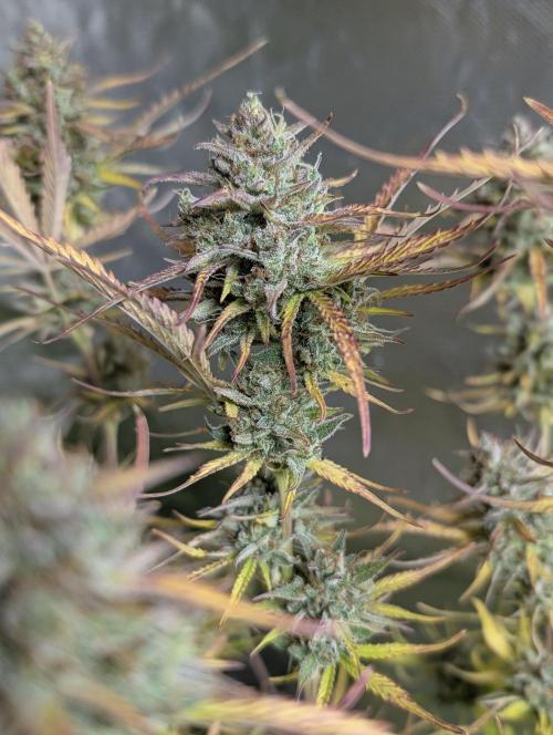 Twilight Zlush Auto x4. Week 12