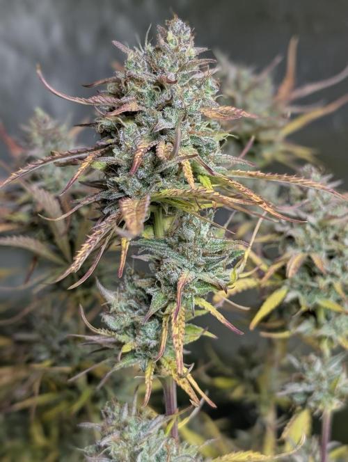 Twilight Zlush Auto x4. Week 12