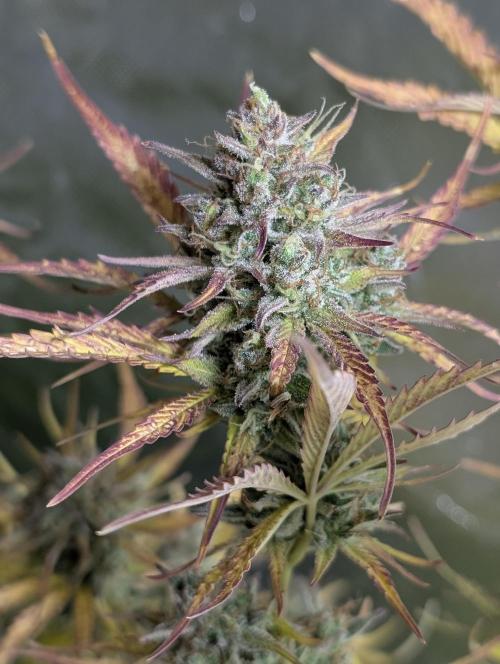 Twilight Zlush Auto x4. Week 12