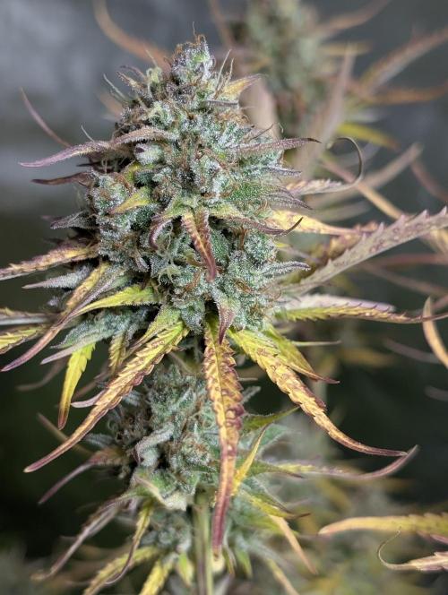 Twilight Zlush Auto x4. Week 12