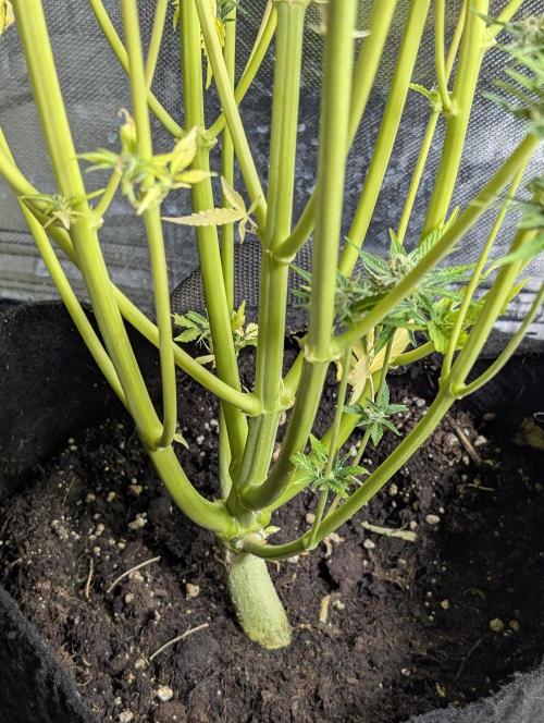 Twilight Zlush Auto x4. Week 12