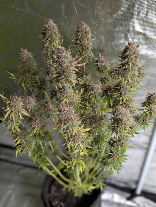 Twilight Zlush Auto x4. Week 12 - N1