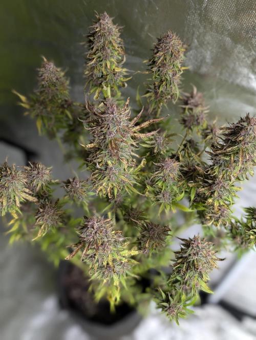 Twilight Zlush Auto x4. Week 12