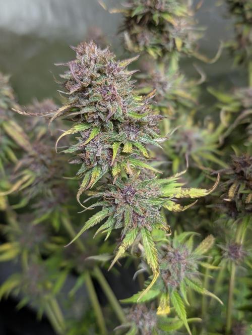 Twilight Zlush Auto x4. Week 12