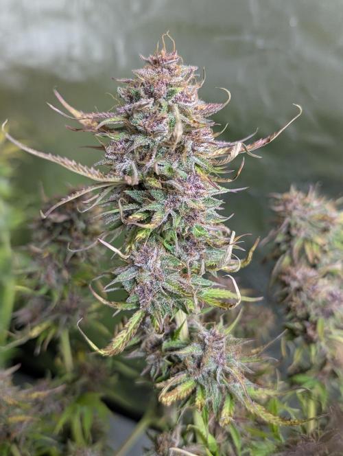 Twilight Zlush Auto x4. Week 12