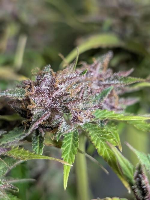 Twilight Zlush Auto x4. Week 12