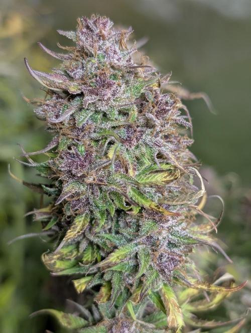 Twilight Zlush Auto x4. Week 12