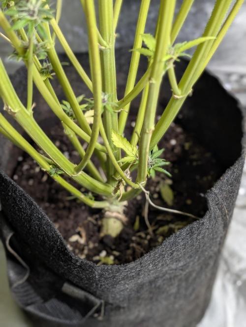 Twilight Zlush Auto x4. Week 12