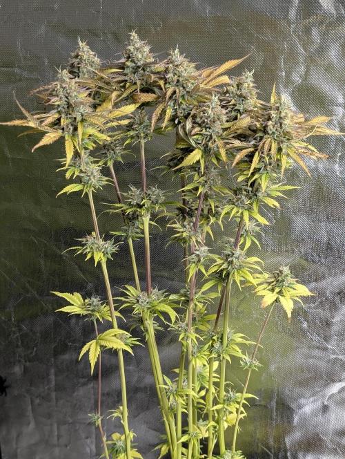 Twilight Zlush Auto x4. Week 12 - N2