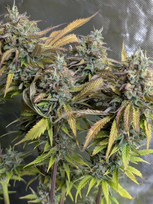 Twilight Zlush Auto x4. Week 12