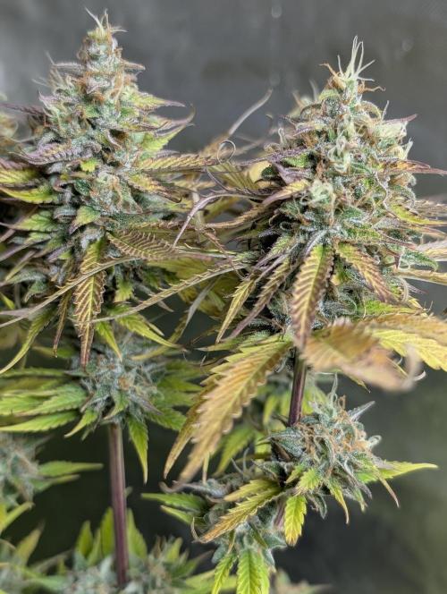 Twilight Zlush Auto x4. Week 12