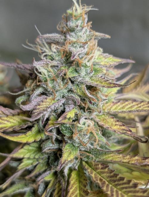 Twilight Zlush Auto x4. Week 12