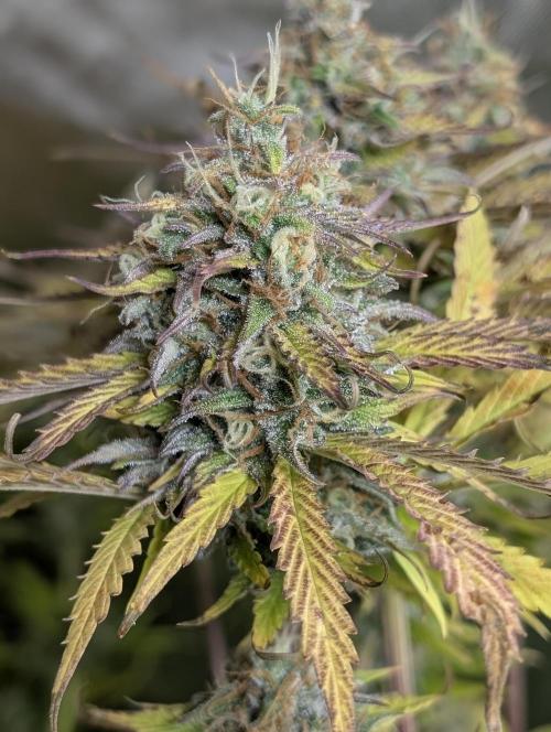 Twilight Zlush Auto x4. Week 12