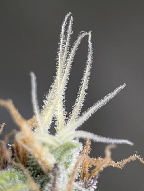 Twilight Zlush Auto x4. Week 12