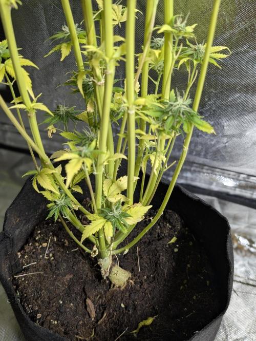 Twilight Zlush Auto x4. Week 12