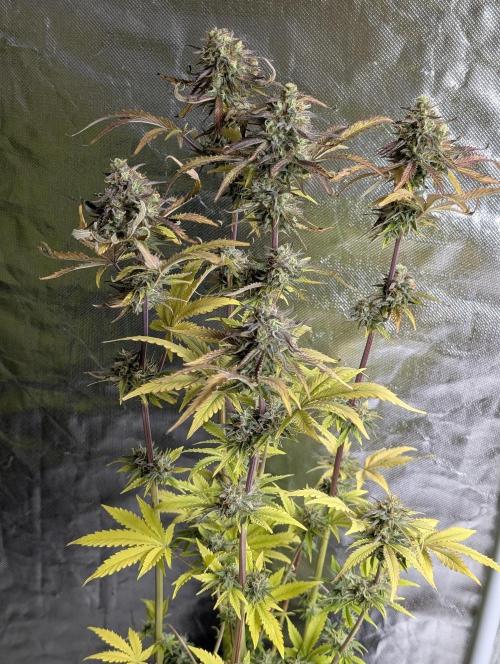 Twilight Zlush Auto x4. Week 12 - N3