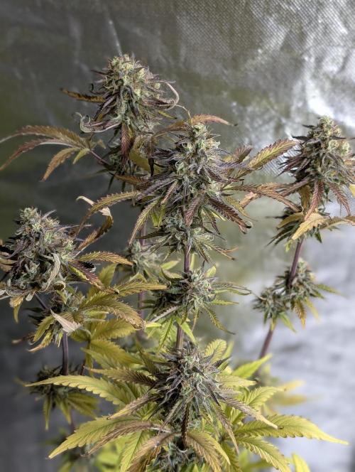 Twilight Zlush Auto x4. Week 12