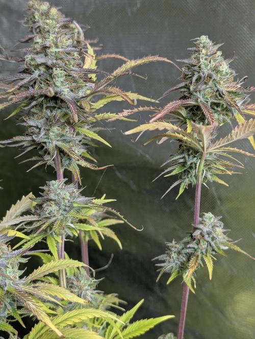 Twilight Zlush Auto x4. Week 12