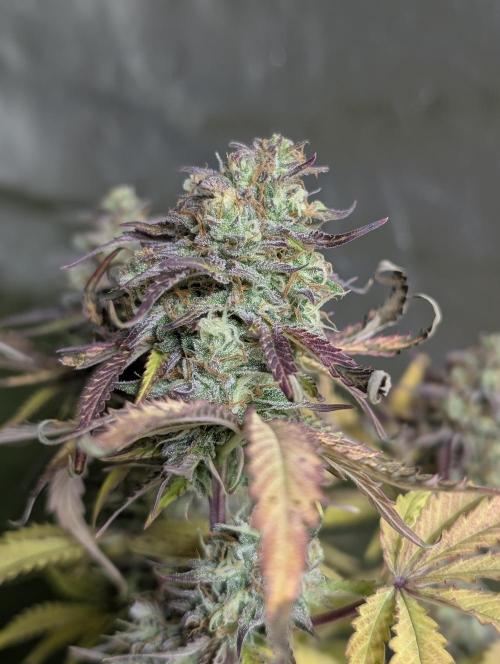 Twilight Zlush Auto x4. Week 12