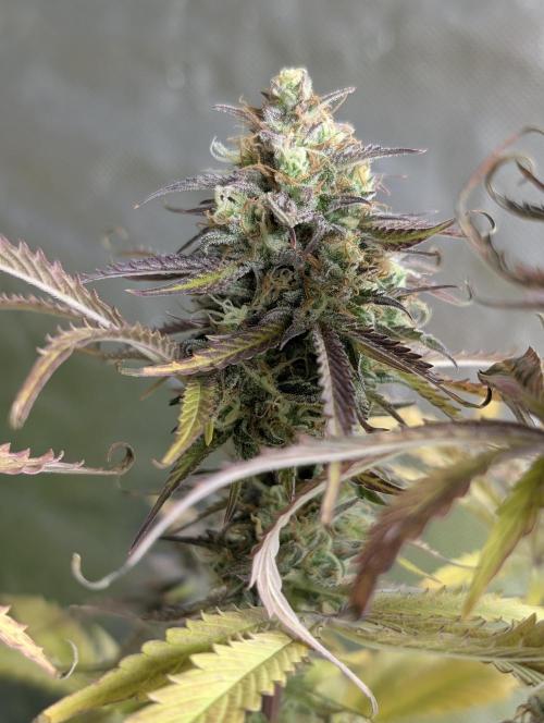 Twilight Zlush Auto x4. Week 12