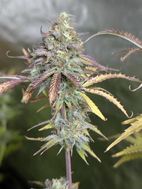 Twilight Zlush Auto x4. Week 12