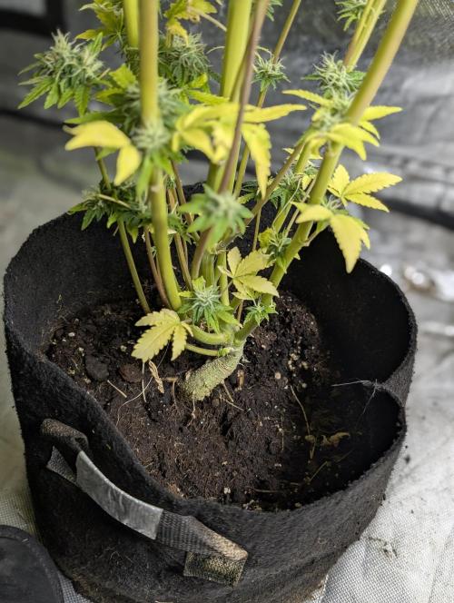 Twilight Zlush Auto x4. Week 12