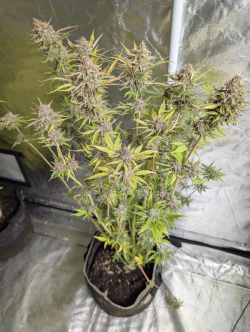 Twilight Zlush Auto x4. Week 12 - N4