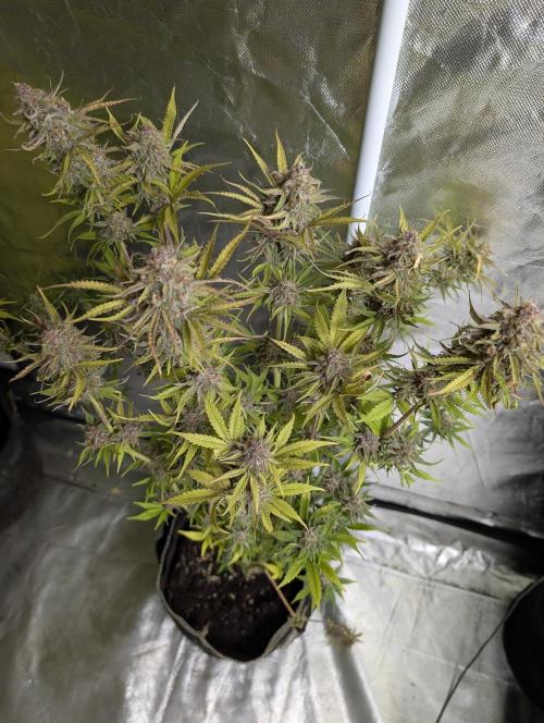 Twilight Zlush Auto x4. Week 12