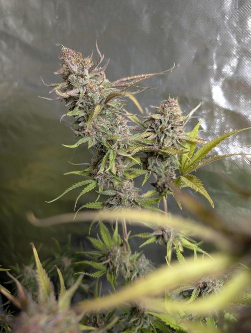 Twilight Zlush Auto x4. Week 12