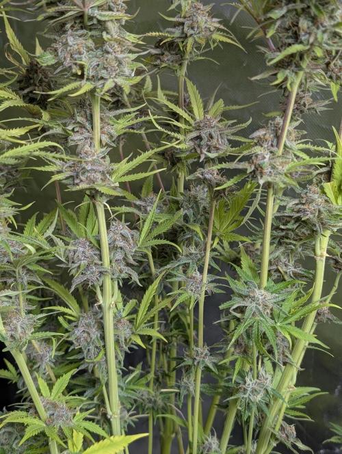 Twilight Zlush Auto x4. Week 12