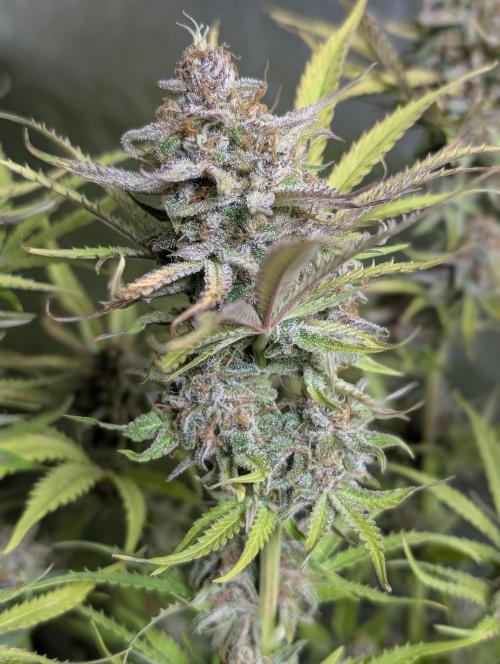 Twilight Zlush Auto x4. Week 12