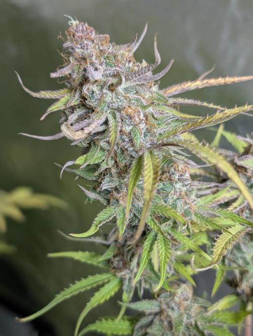 Twilight Zlush Auto x4. Week 12