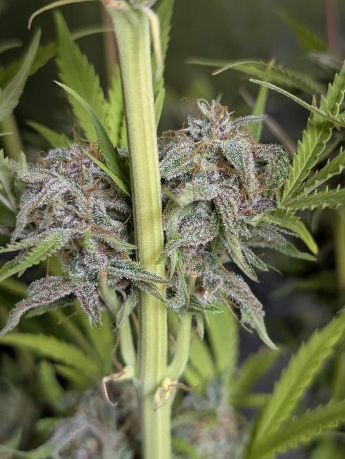 Twilight Zlush Auto x4. Week 12