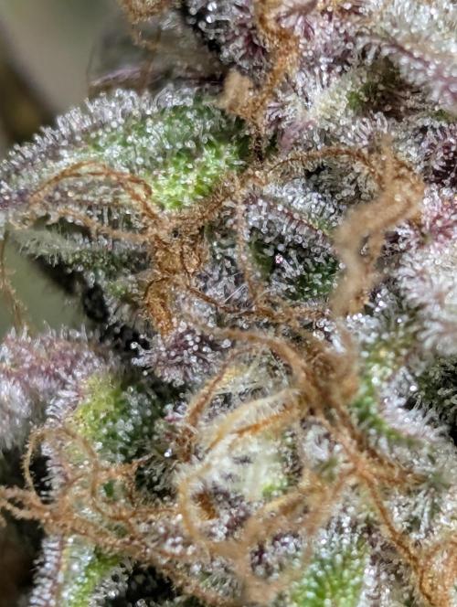 Twilight Zlush Auto x4. Week 12