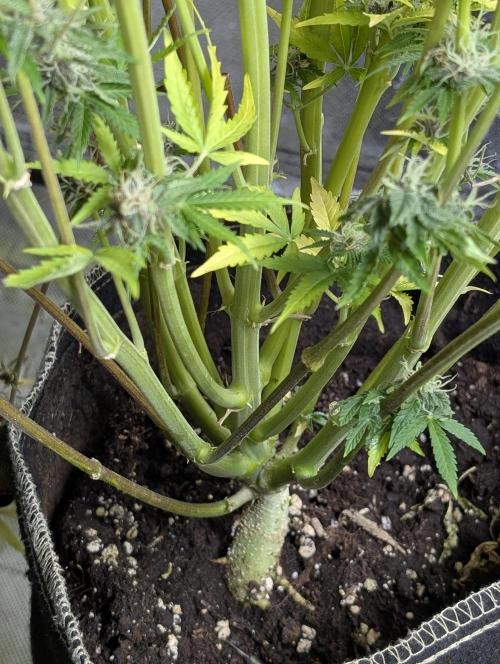 Twilight Zlush Auto x4. Week 12