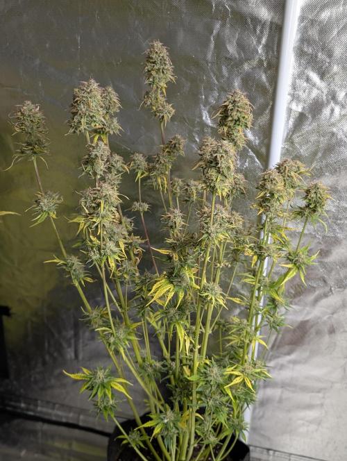 Twilight Zlush Auto x3. Week 12 - N1