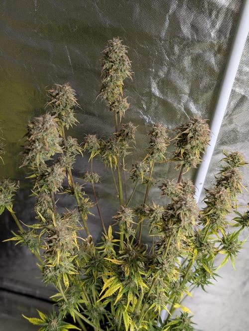 Twilight Zlush Auto x3. Week 12