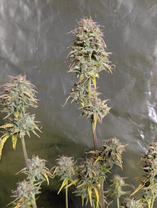 Twilight Zlush Auto x3. Week 12