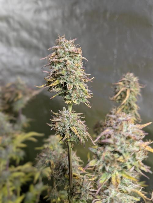 Twilight Zlush Auto x3. Week 12