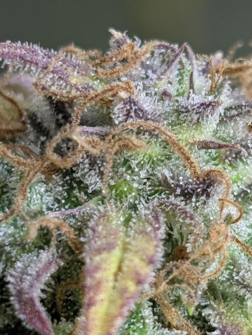 Twilight Zlush Auto x3. Week 12