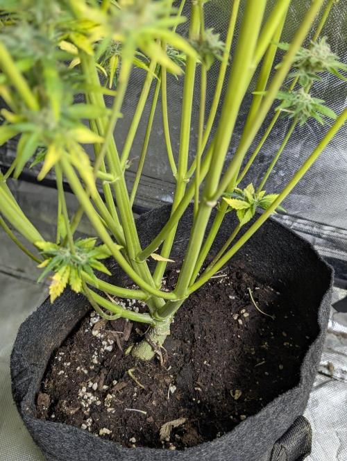 Twilight Zlush Auto x3. Week 12