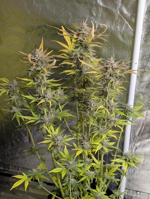 Twilight Zlush Auto x3. Week 12 - N2